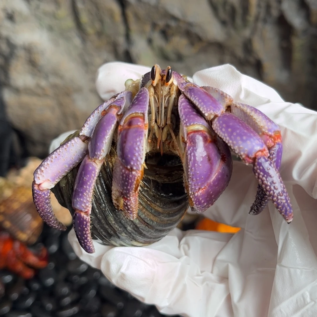 通体树莓粉3.7口。