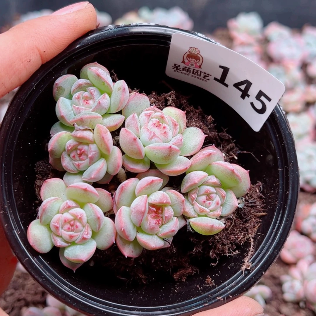 嘉***多肉植物多肉植物
