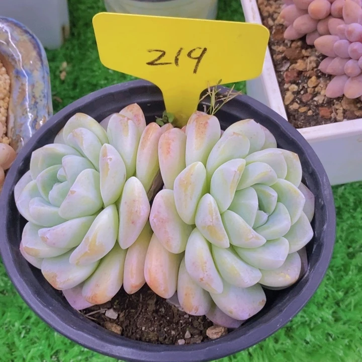 溯多肉植物，开心多肉