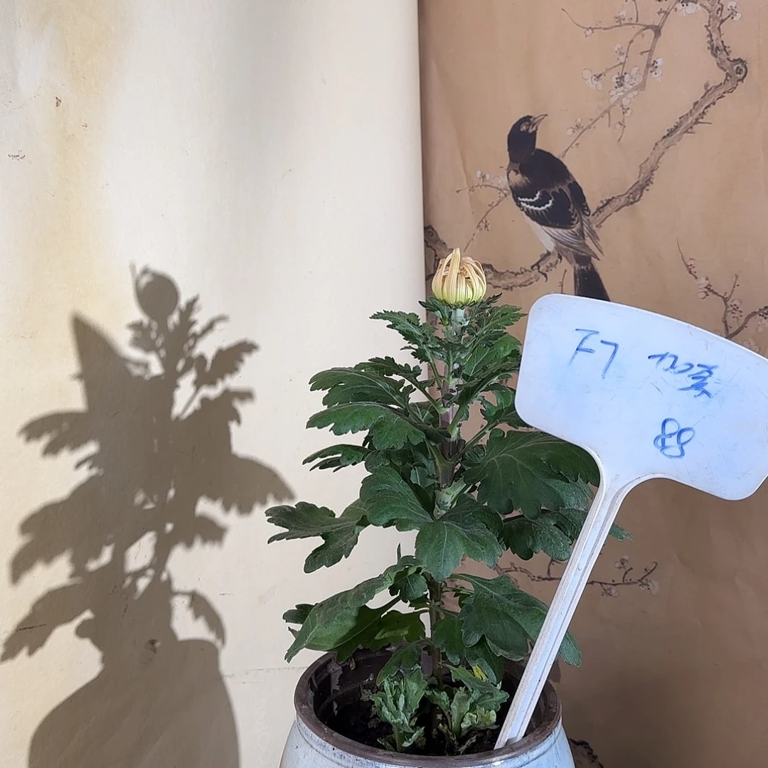 全部花朵F77777777