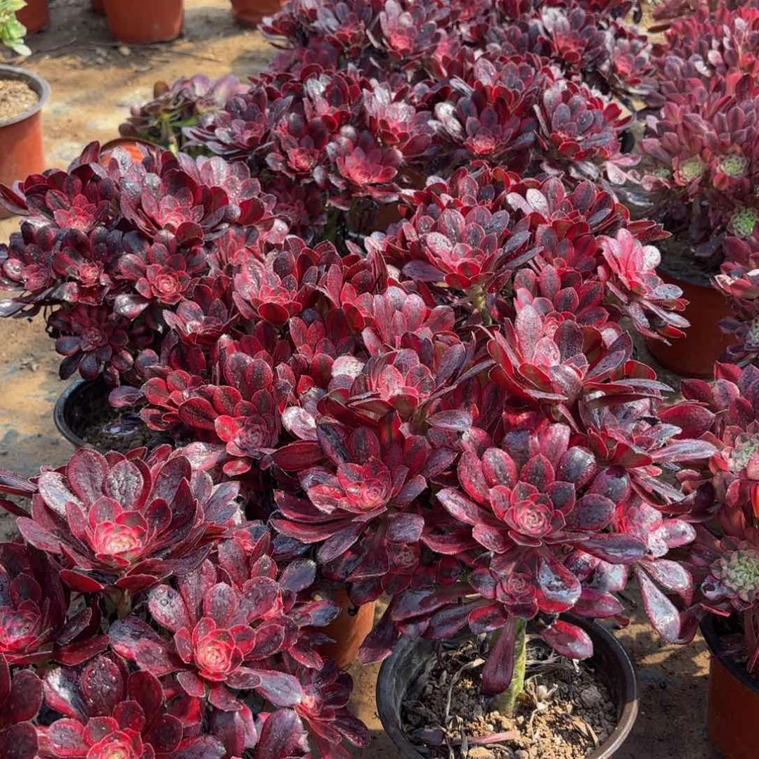 香奈儿绣球法师多肉嫩9.9