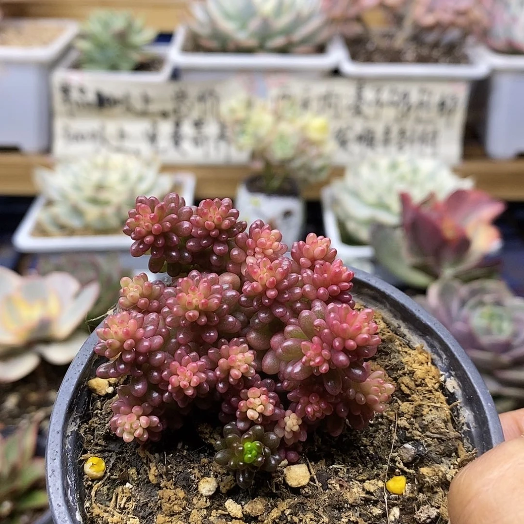 13137 浆果锦自然群