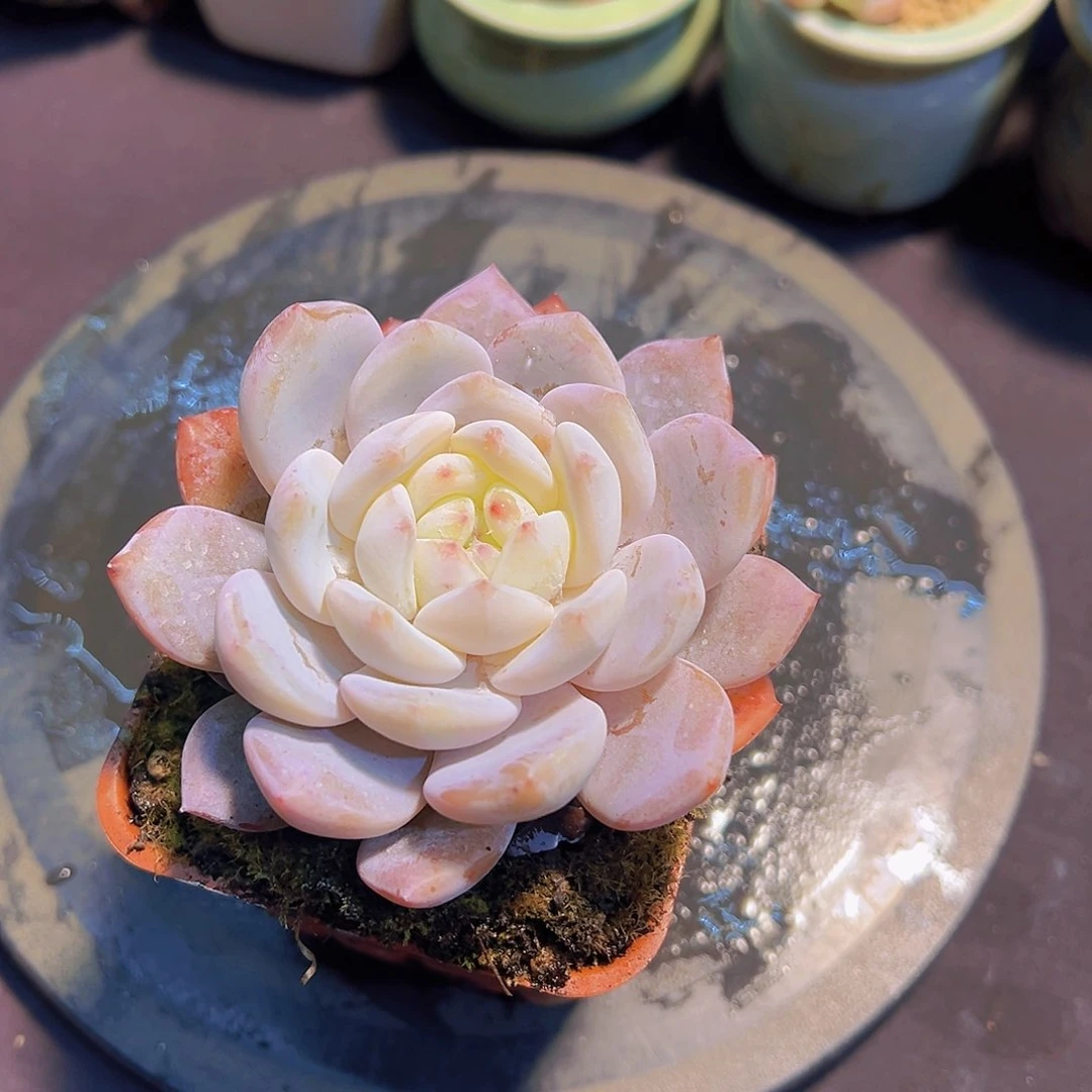 过***天雪天使，裸根发货，