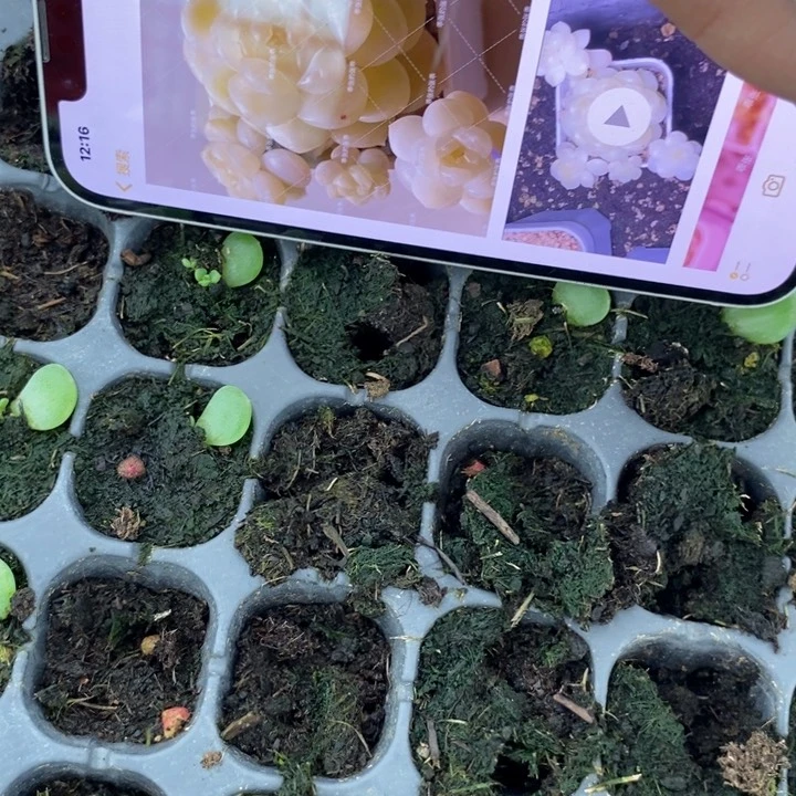 奶油财富c33芽苗一个多肉