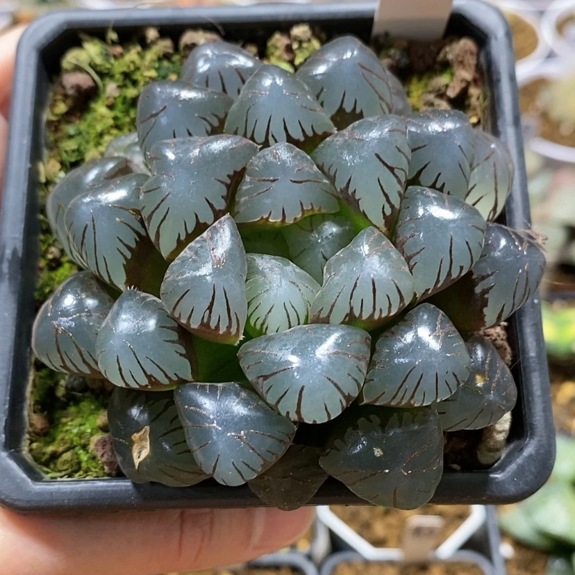 【闪购商品】132孔明灯