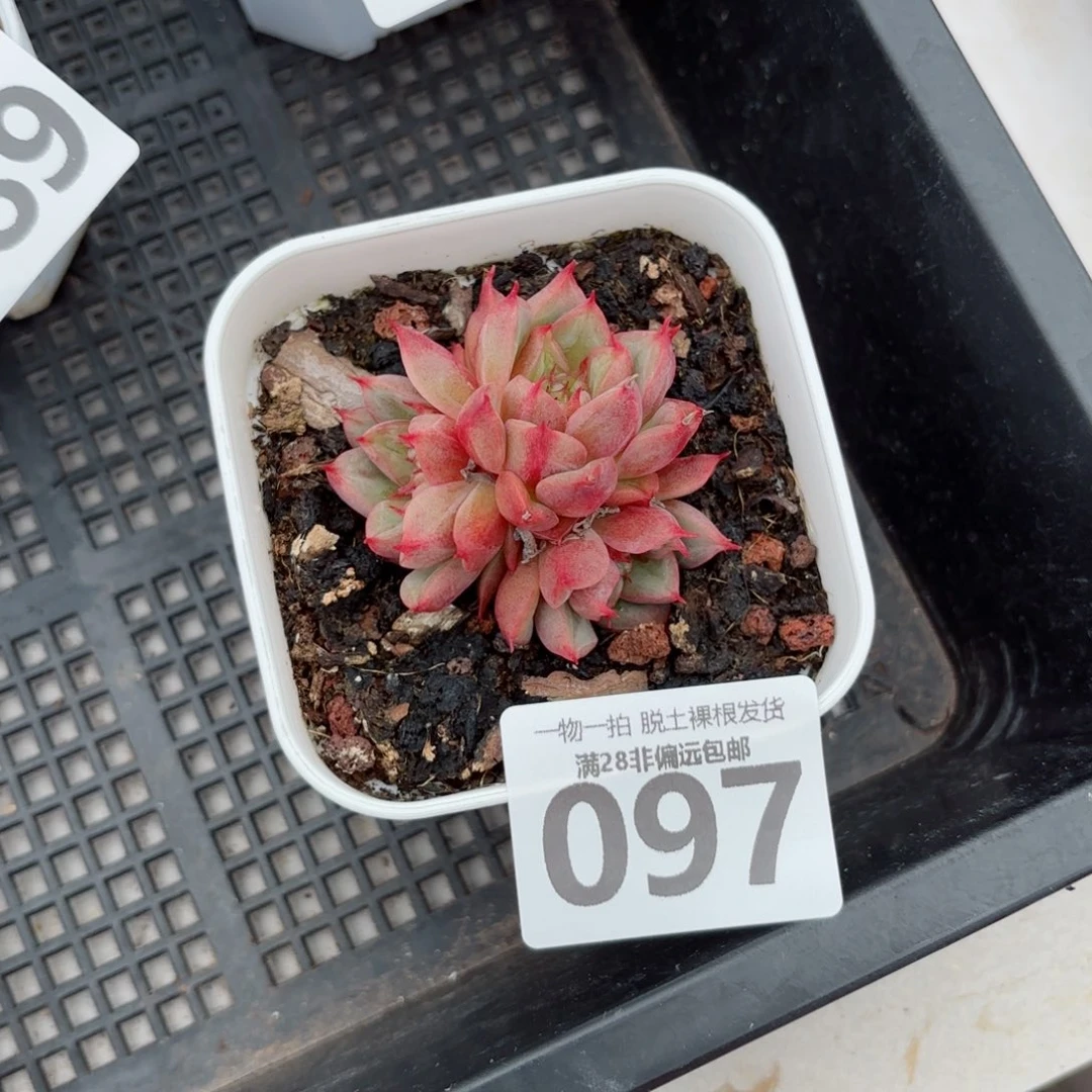 特斯拉无盆土发货