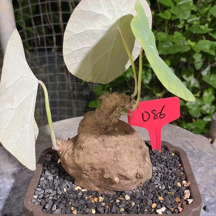 汤圆植物一叶龟D86