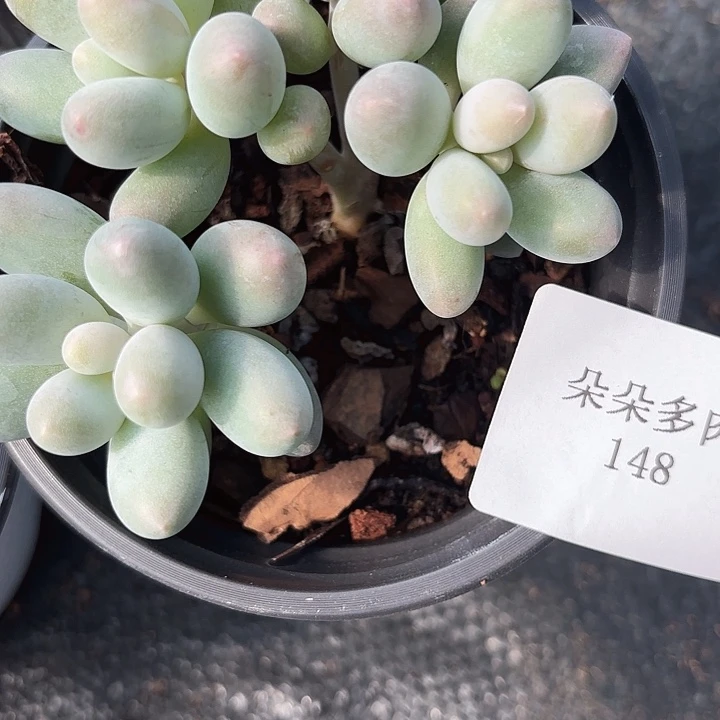 闪吼148呀呀呀呀呀嗨