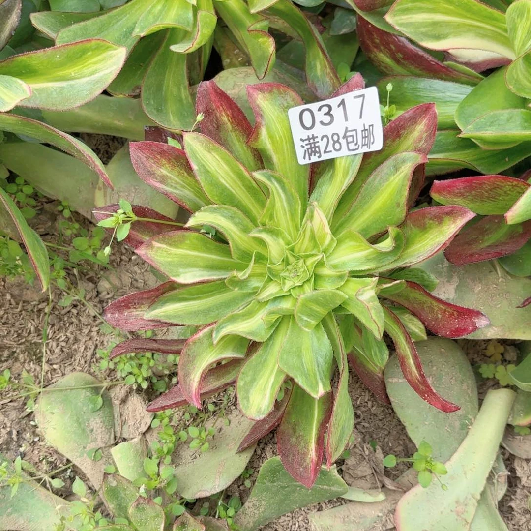 E.   0317魅影中班七彩多肉