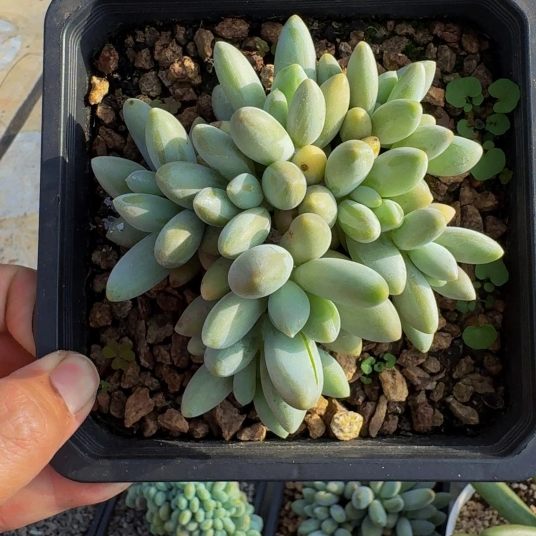 白兰地 群生  一物一拍