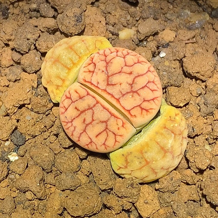 精品多肉植物精品多肉