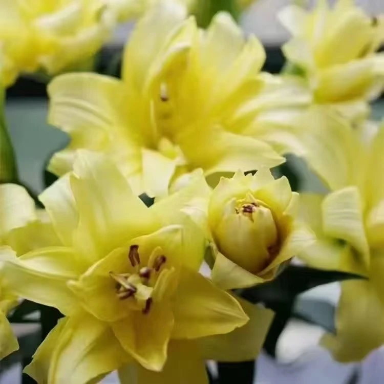 进口香水百合种球室内阳台盆栽开花观赏花卉