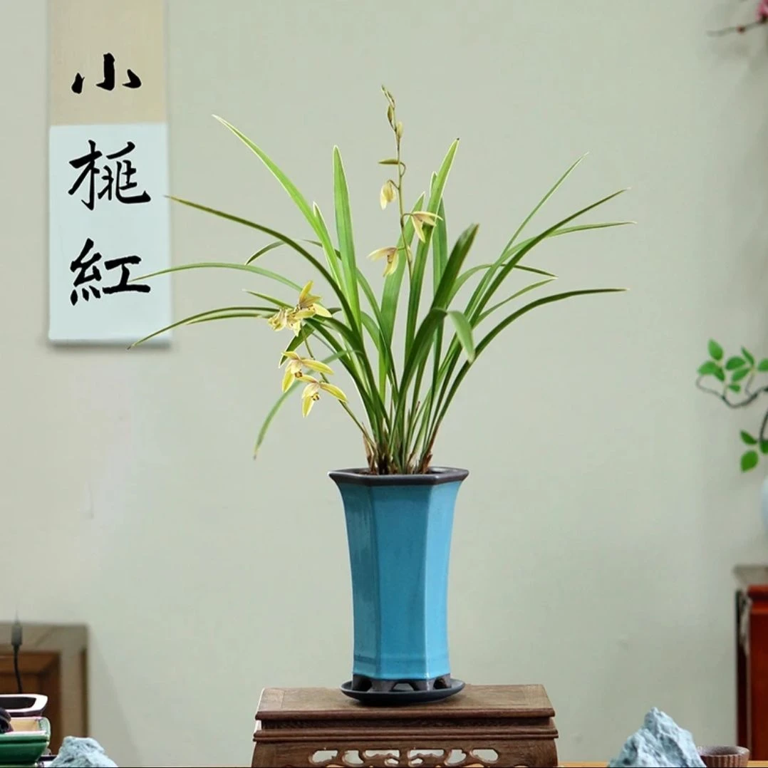 带花苞兰花小桃红建兰四季兰室内开花绿植花卉盆栽好养易活浓香型