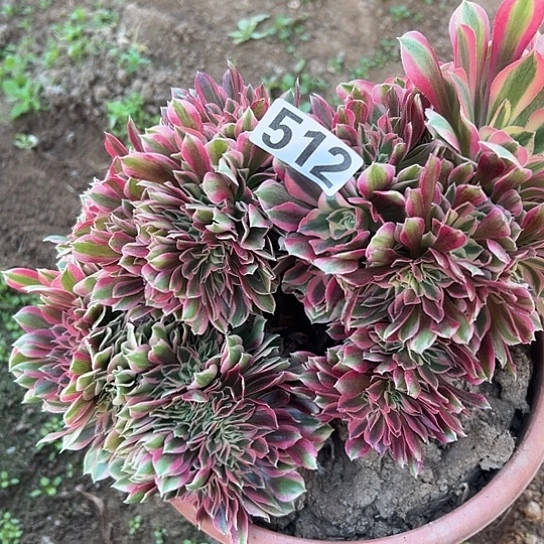 合***欢多肉植物一个女巫512