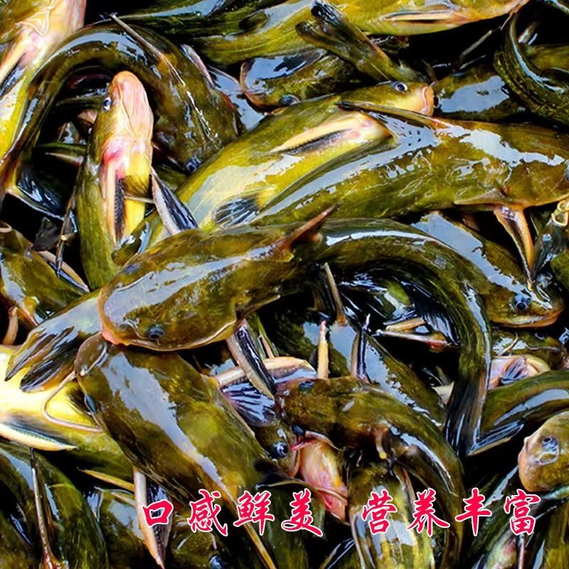 [6斤]东北野生嘎牙鱼顺丰冷链发货新鲜美味