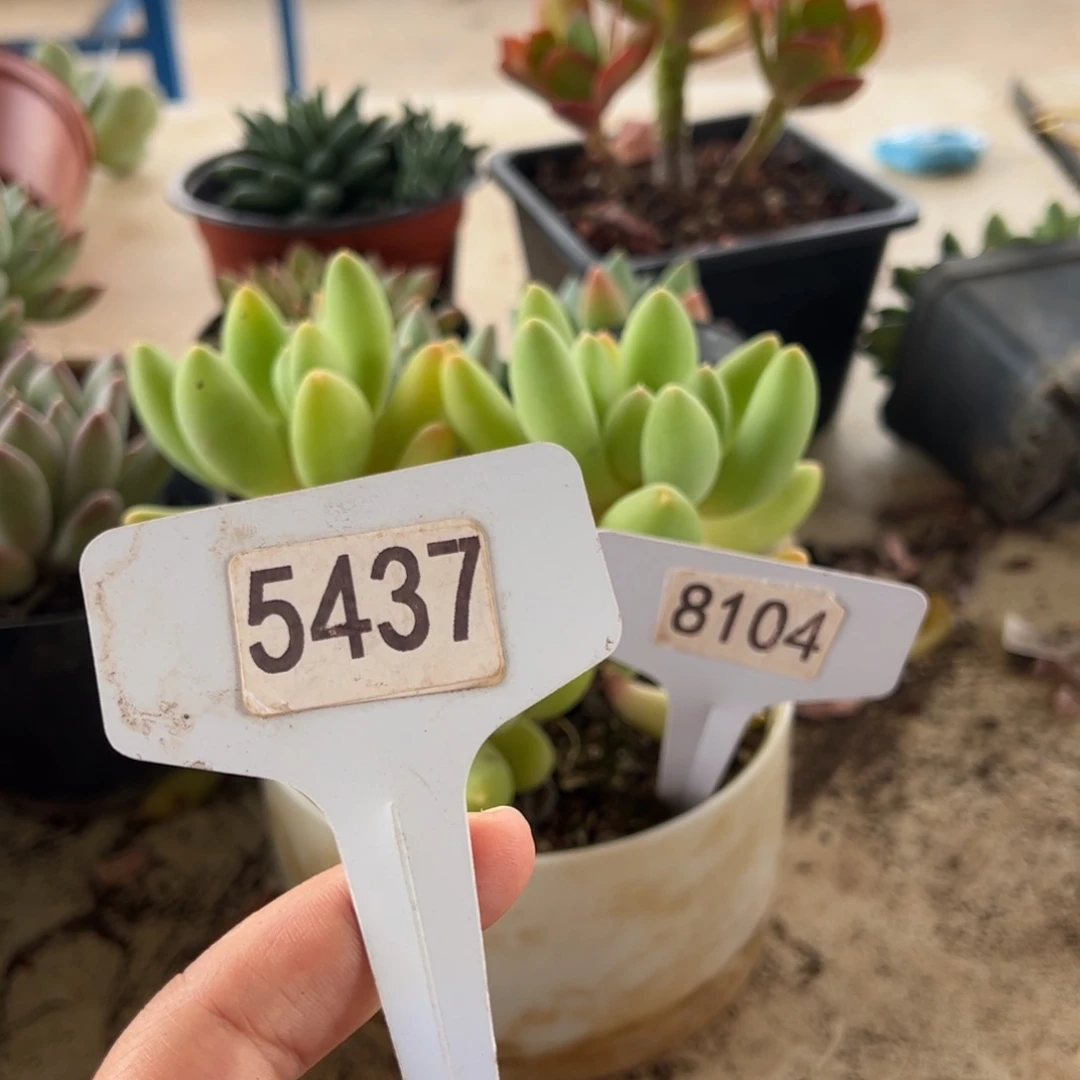 【闪购商品】仙**?5437。11111111