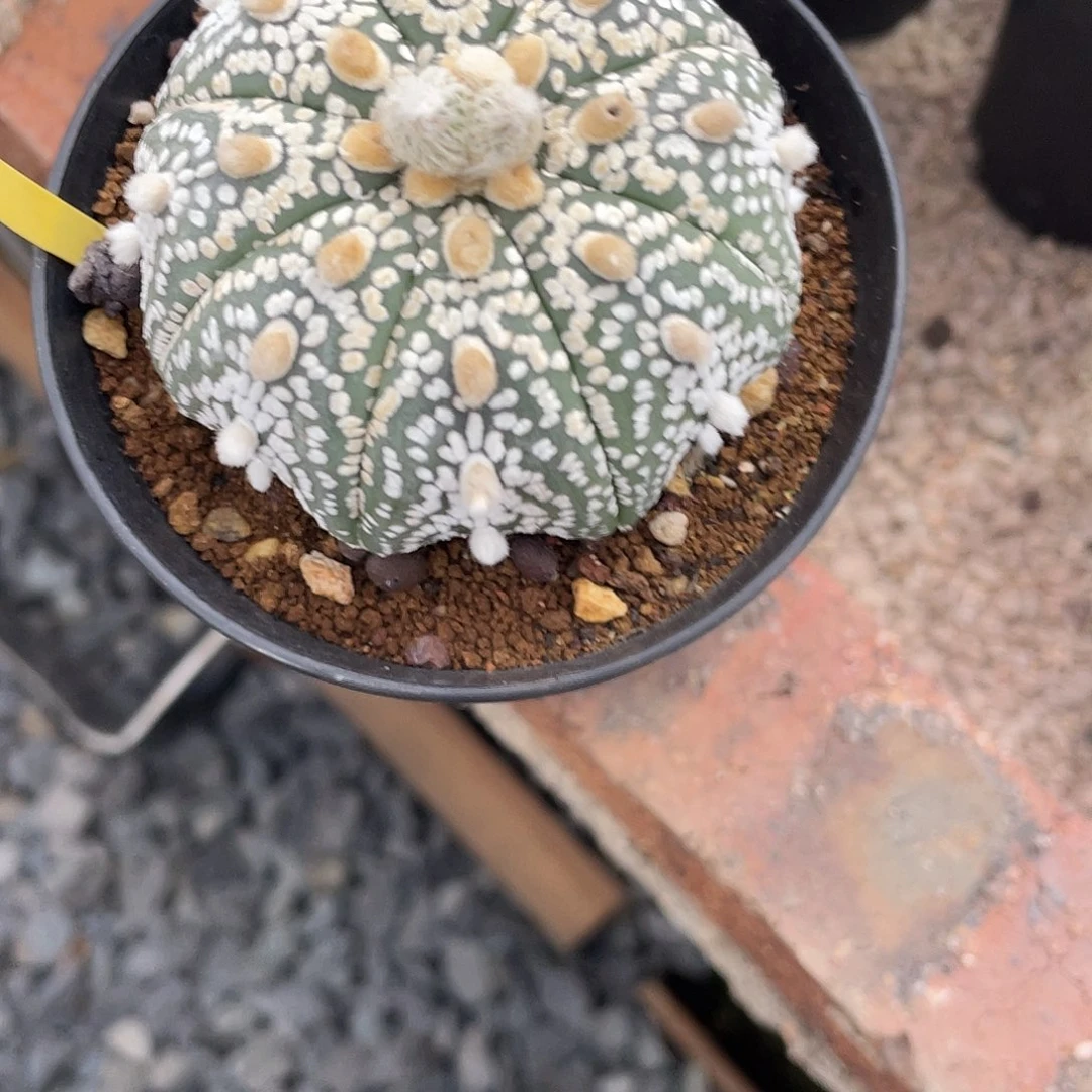 无花朵兜一物一拍