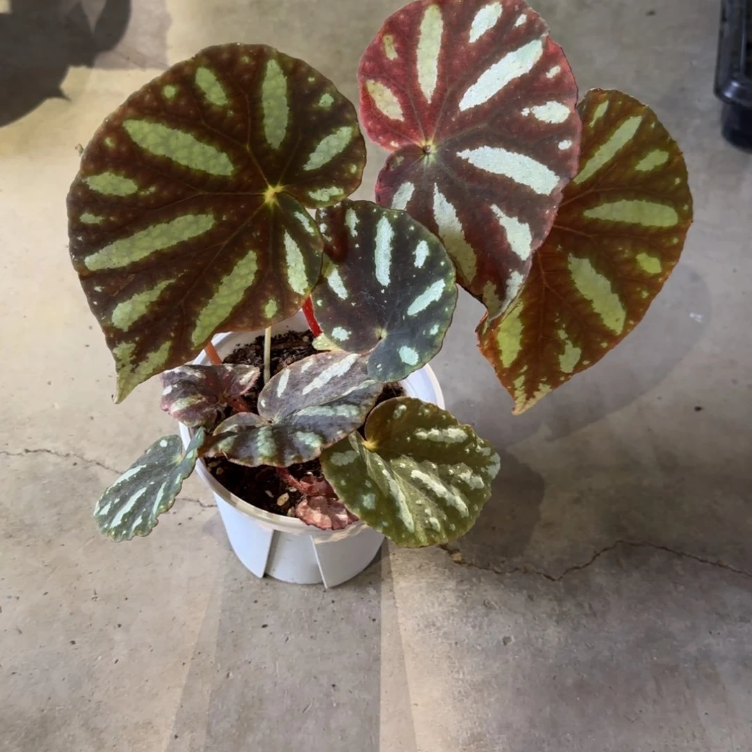 不开花植物黑色个体北越