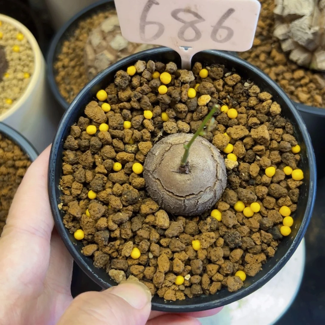 686龟甲龙3.4cm756899