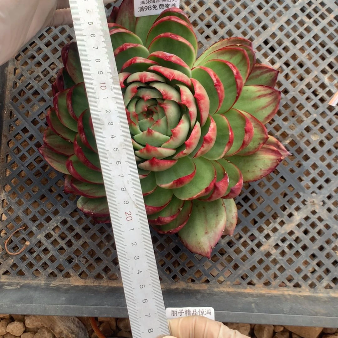 悠***音2569一物一拍23厘米