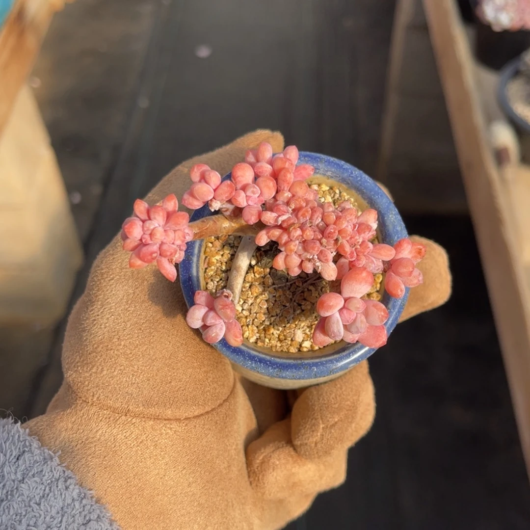 一物一拍不支持退换