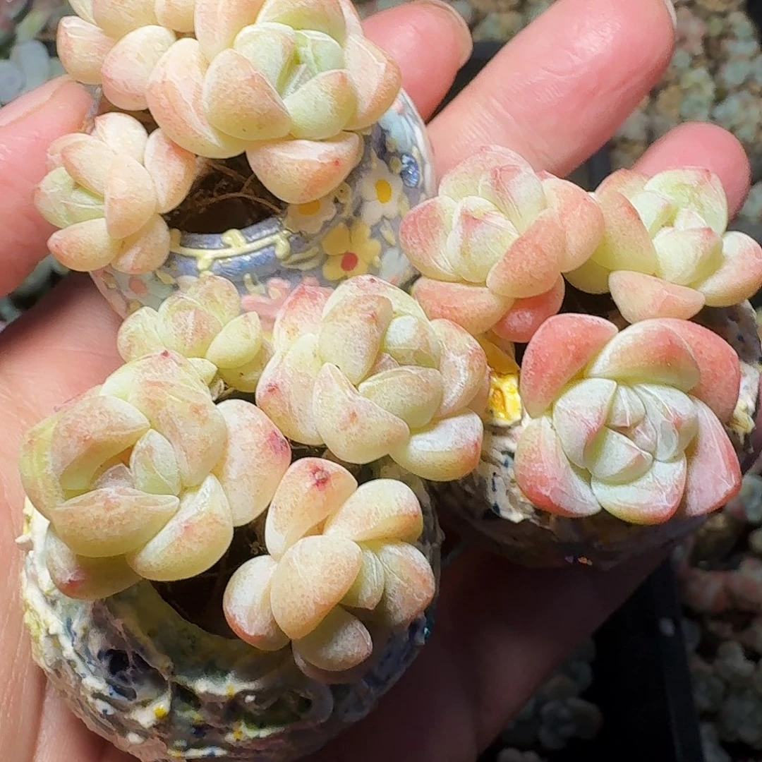 多肉卡卡米冰玉群生腿粗