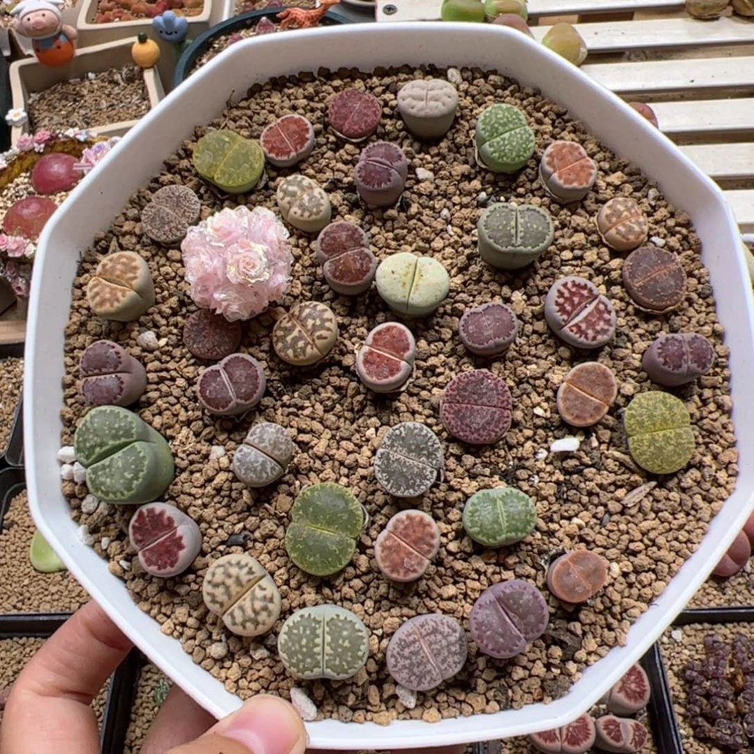 【闪购商品】296整盒带盆