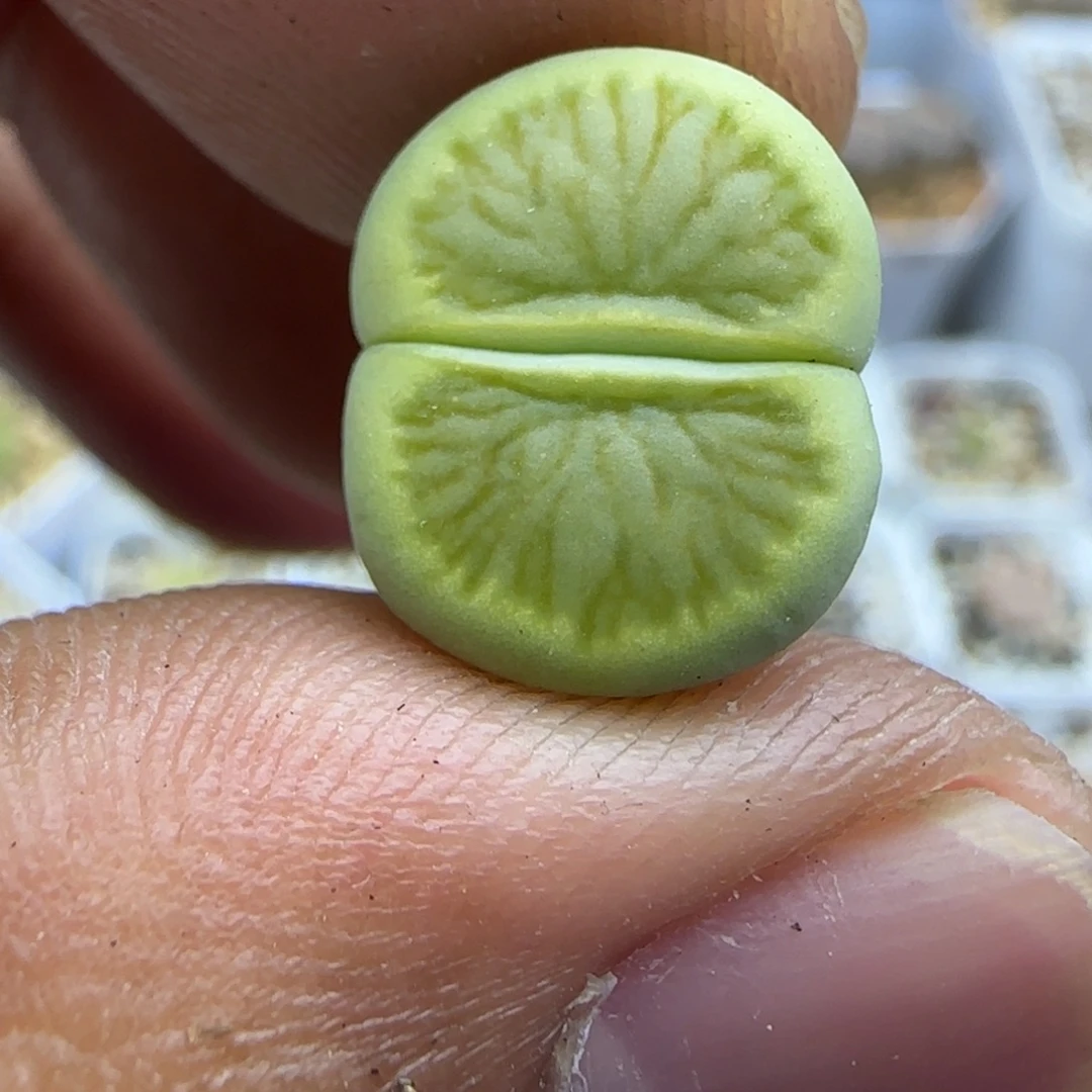 779 生石花大棚直播