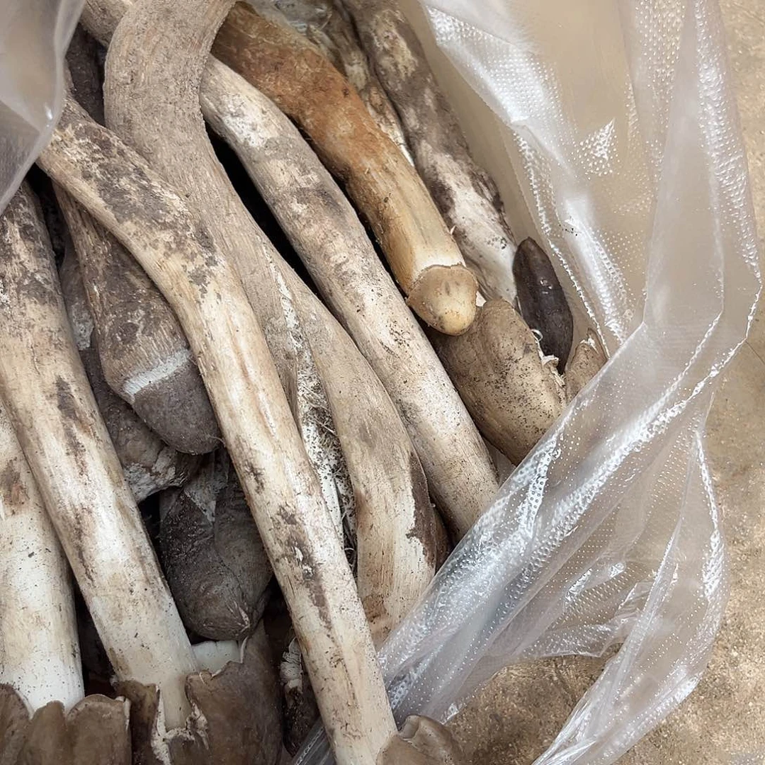 野生鸡棕菌中国大陆1.2斤139代购无售后