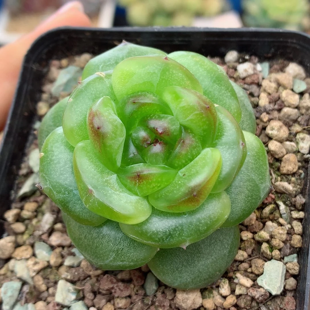 58包邮  群生不包整08