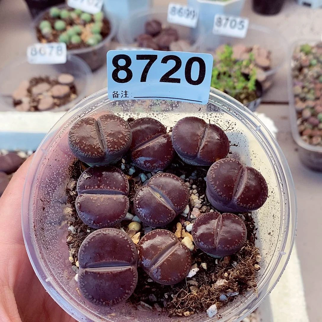 8720咯猴开欧啦啦啦