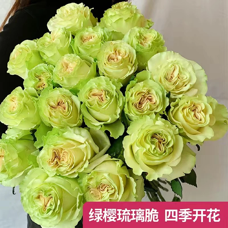 【云南昆明】玫瑰花树苗大花浓香四季开花月季老根花卉绿植盆栽植物