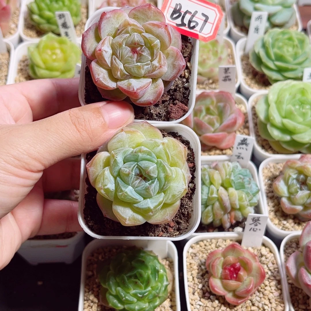 ᥫ***、B567一物一拍 燕云 一对