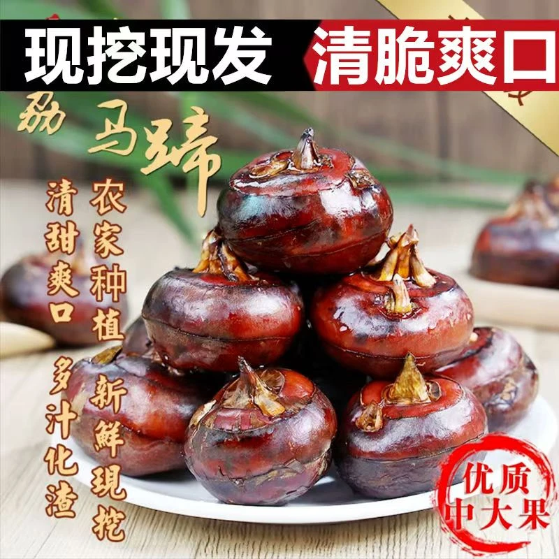 广西桂林新鲜现挖红皮马蹄荸荠脆嫩爽口清甜多汁消渣新鲜农产品马蹄荸荠新鲜大果