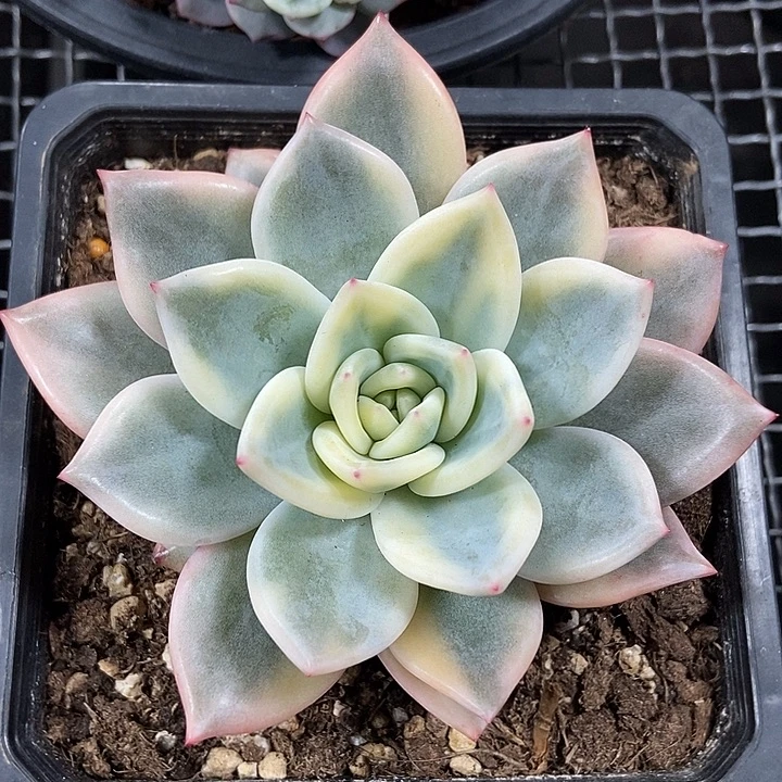 伊丽莎白锦多肉植物