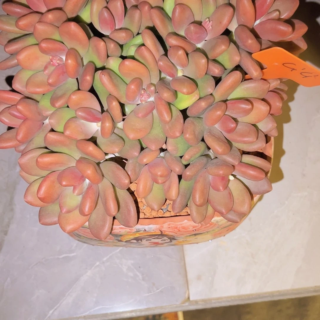 特别好看特别好看