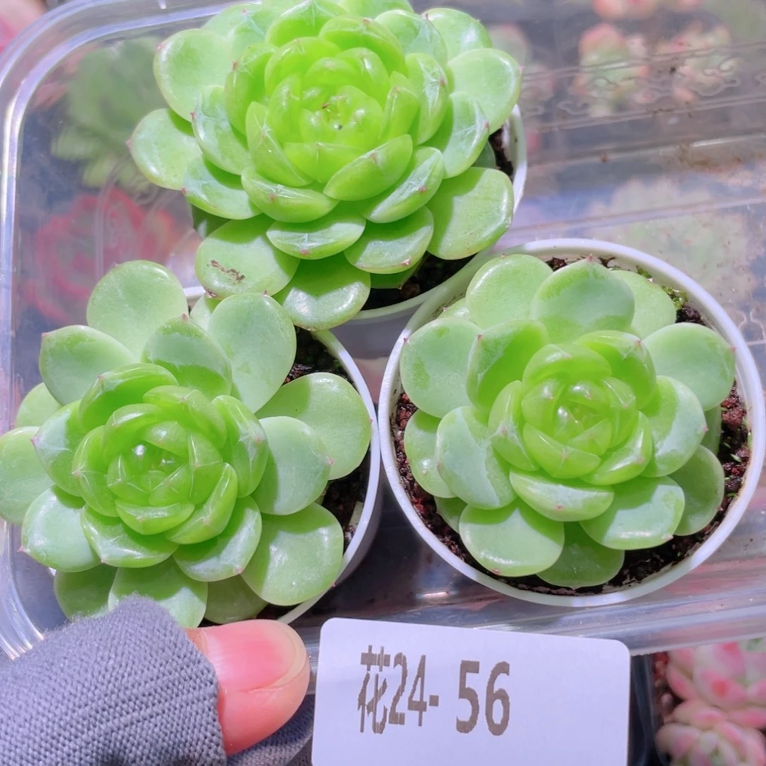 ****i花利美24-56多肉3颗