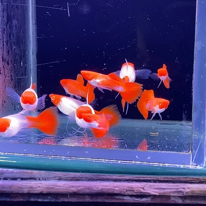 孔雀鱼红头飘5对孔雀