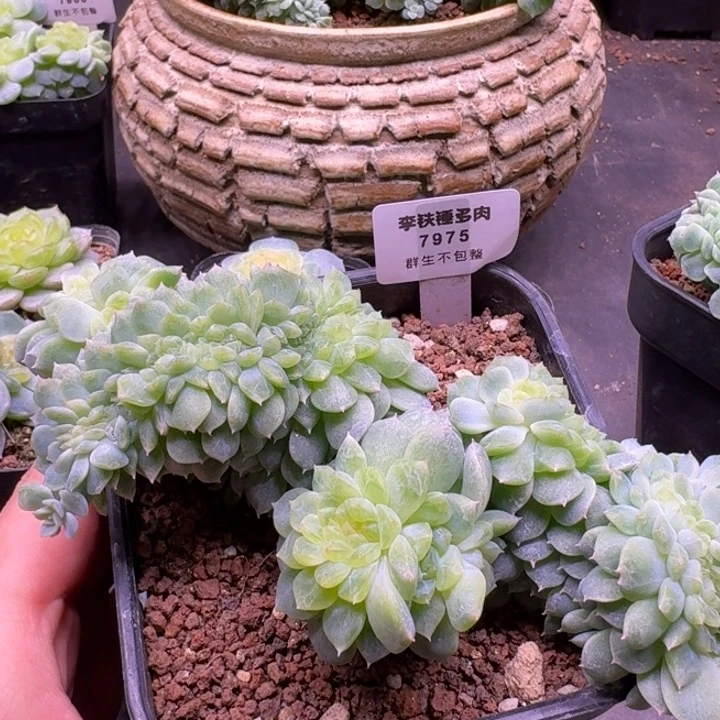 7975纸鸢缀化一物一拍10cm盆