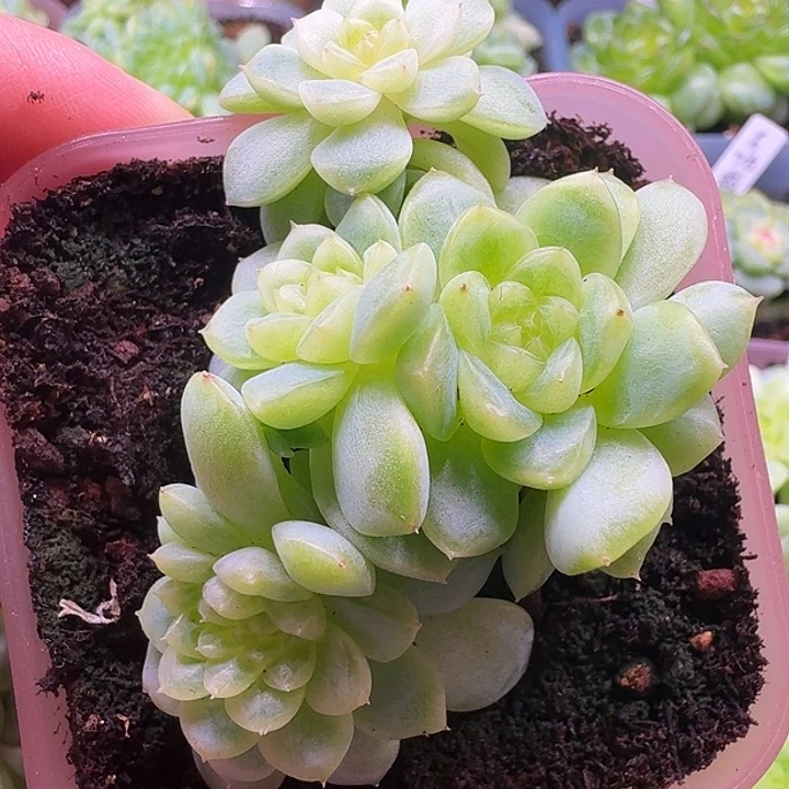 缀化朵朵开播福利