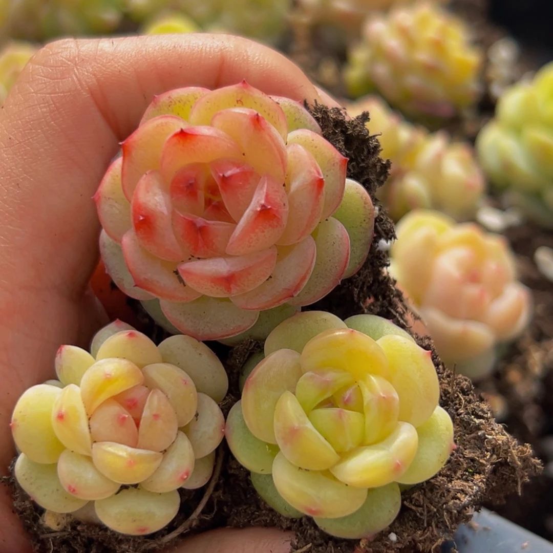 369多肉植物量拍3颗