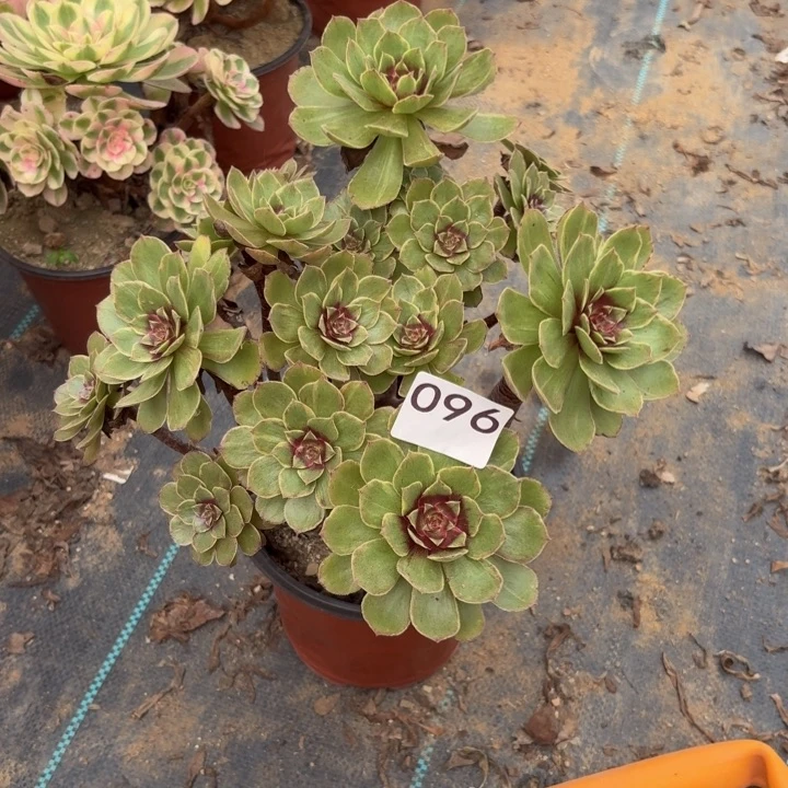 红丝绒多肉植物不包损096