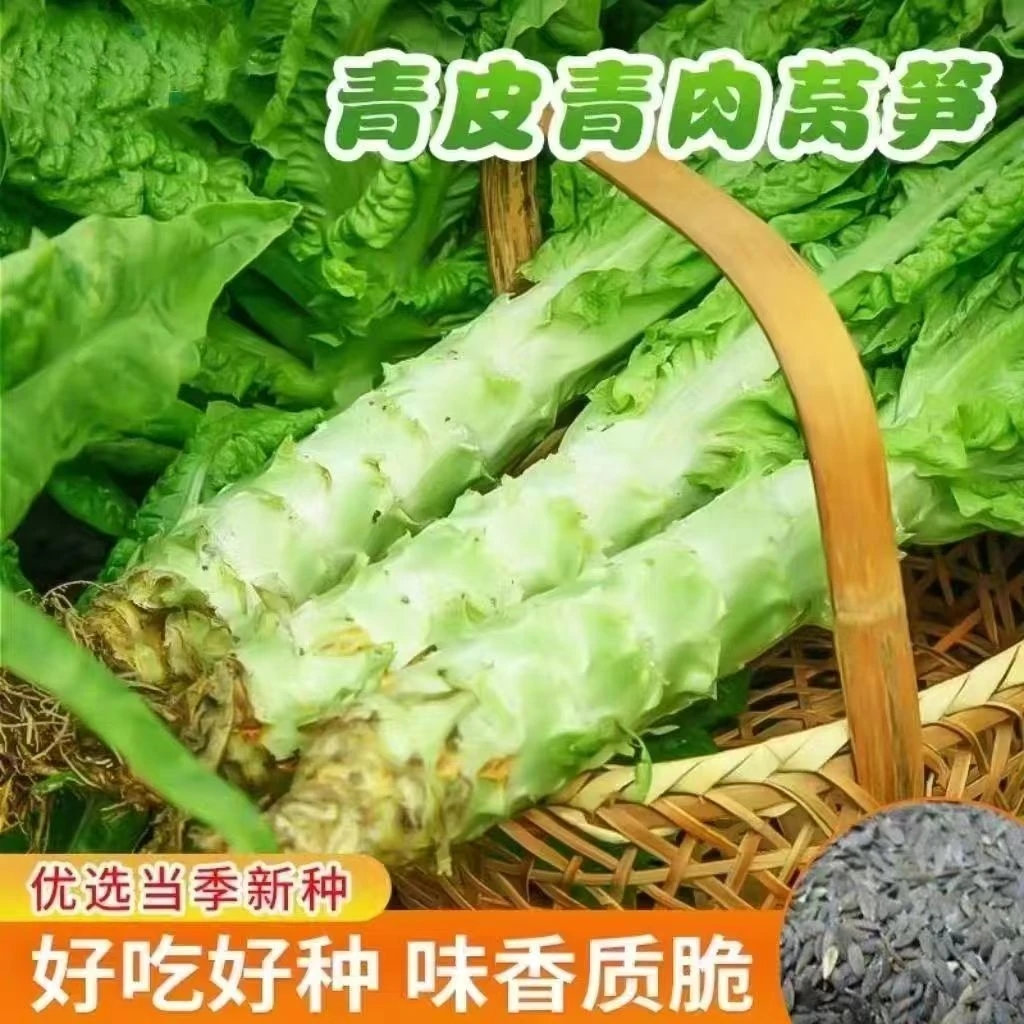 【满五包包邮】青皮莴笋种子青肉香莴苣种籽高产耐热耐寒春秋冬