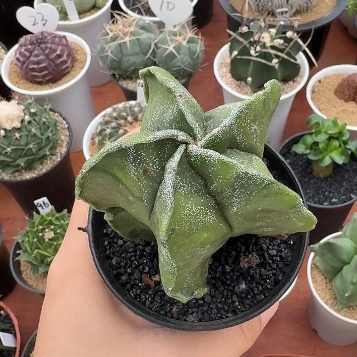 冰***王孪凤玉仙人球12345