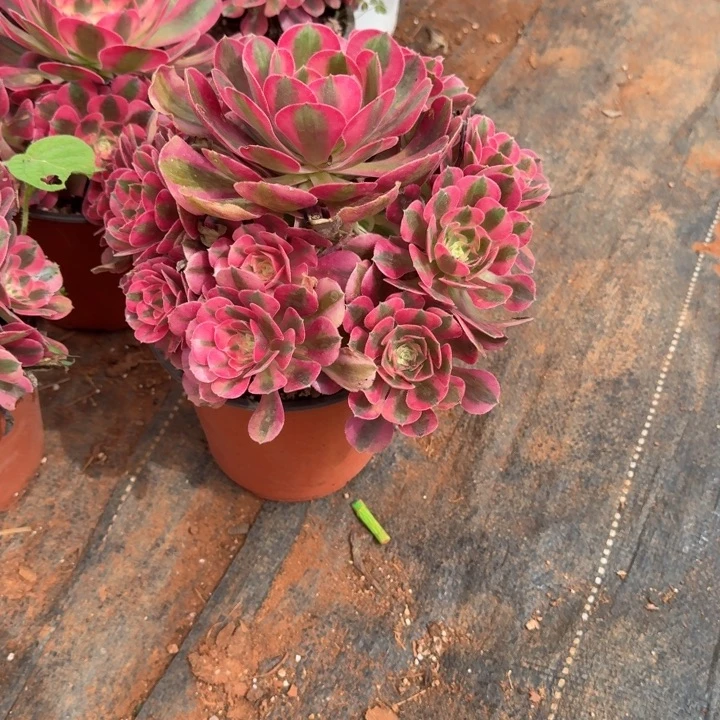 粉女巫群生啊啊啊啊