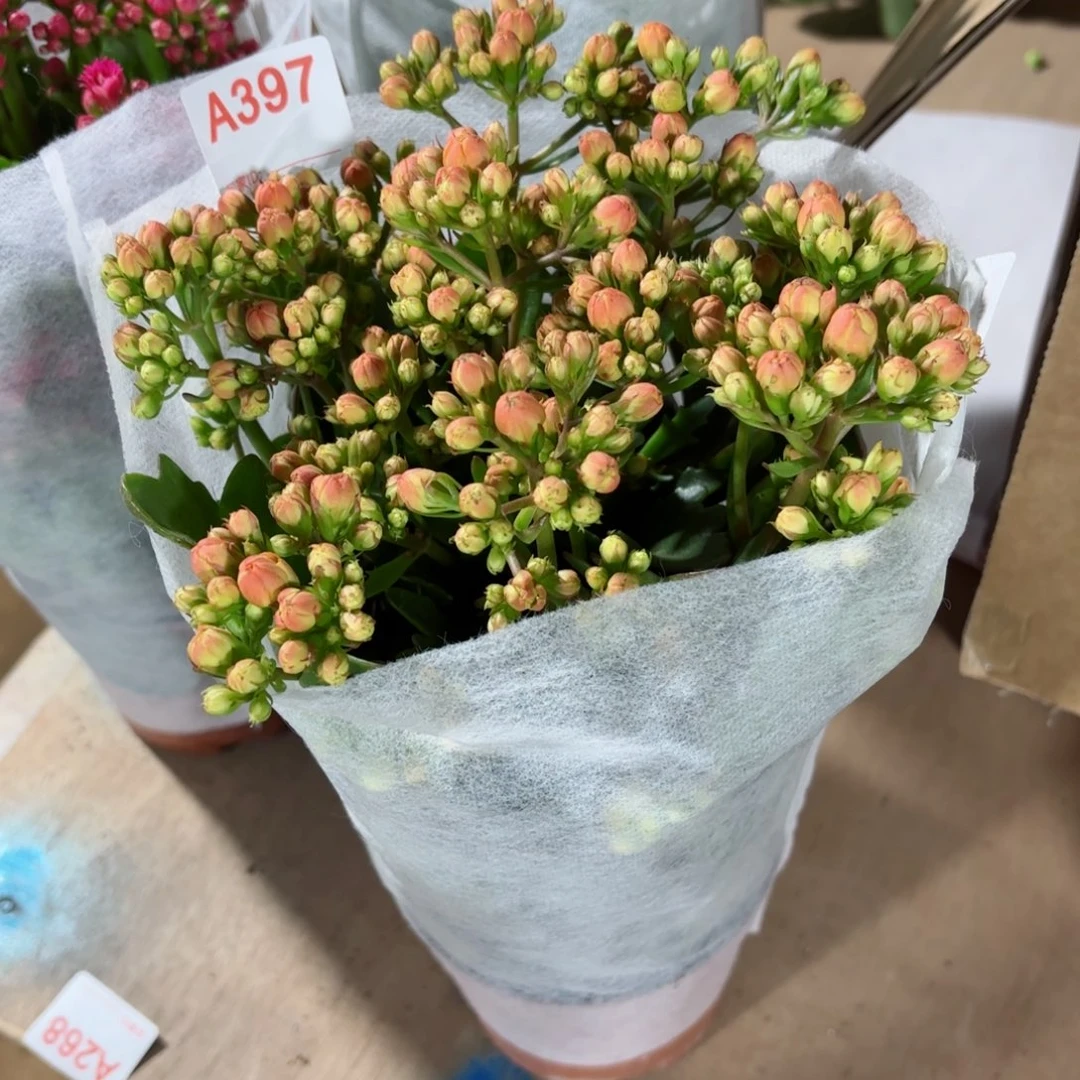 A397索尔丹长寿花一颗