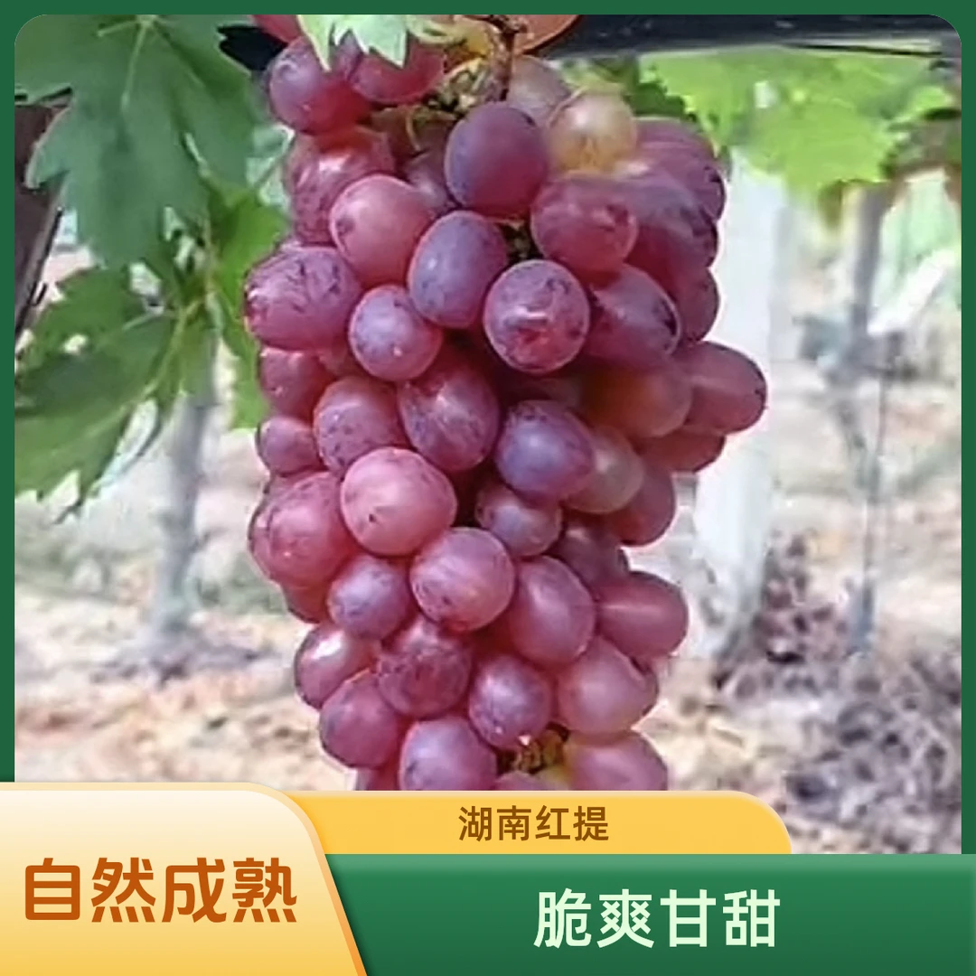 专属现摘现发绥宁大红提无籽自然成熟脆爽甘甜