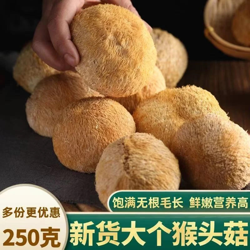 长白山大个猴头菇菌菇