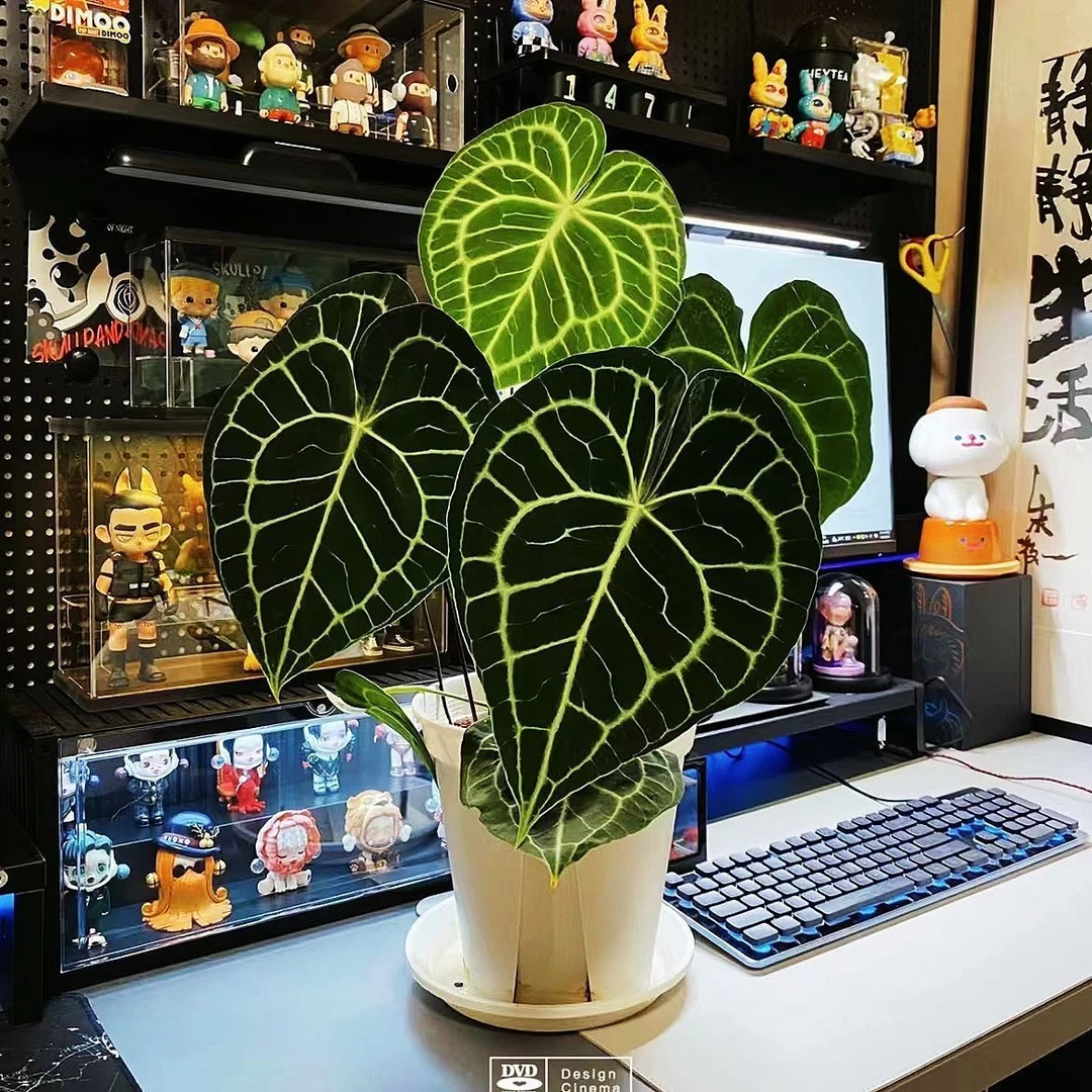 克莱恩花烛水晶火鹤王火鹤后帝王花烛好养室内观叶植物客厅阳台