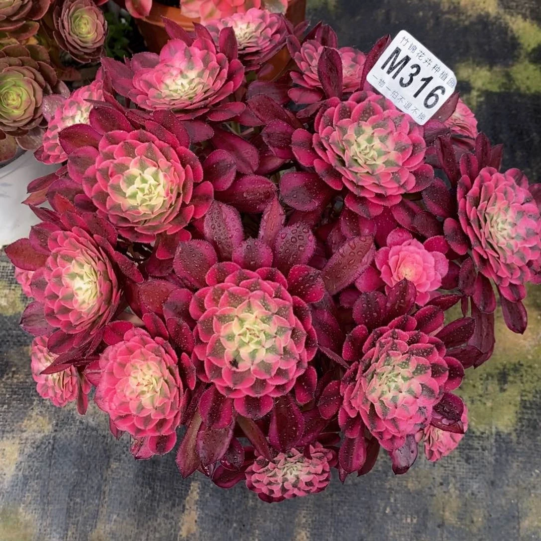 全部花朵316红彤嫩桩一棵